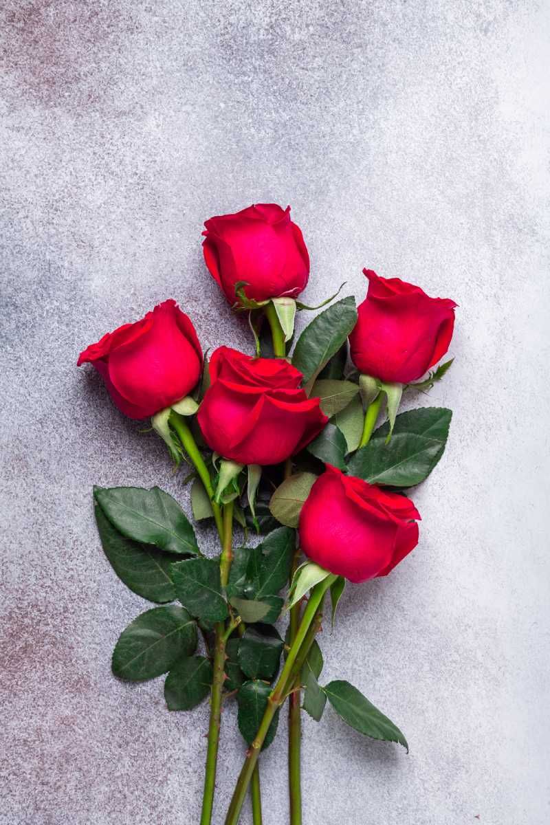 Rosas rojas.