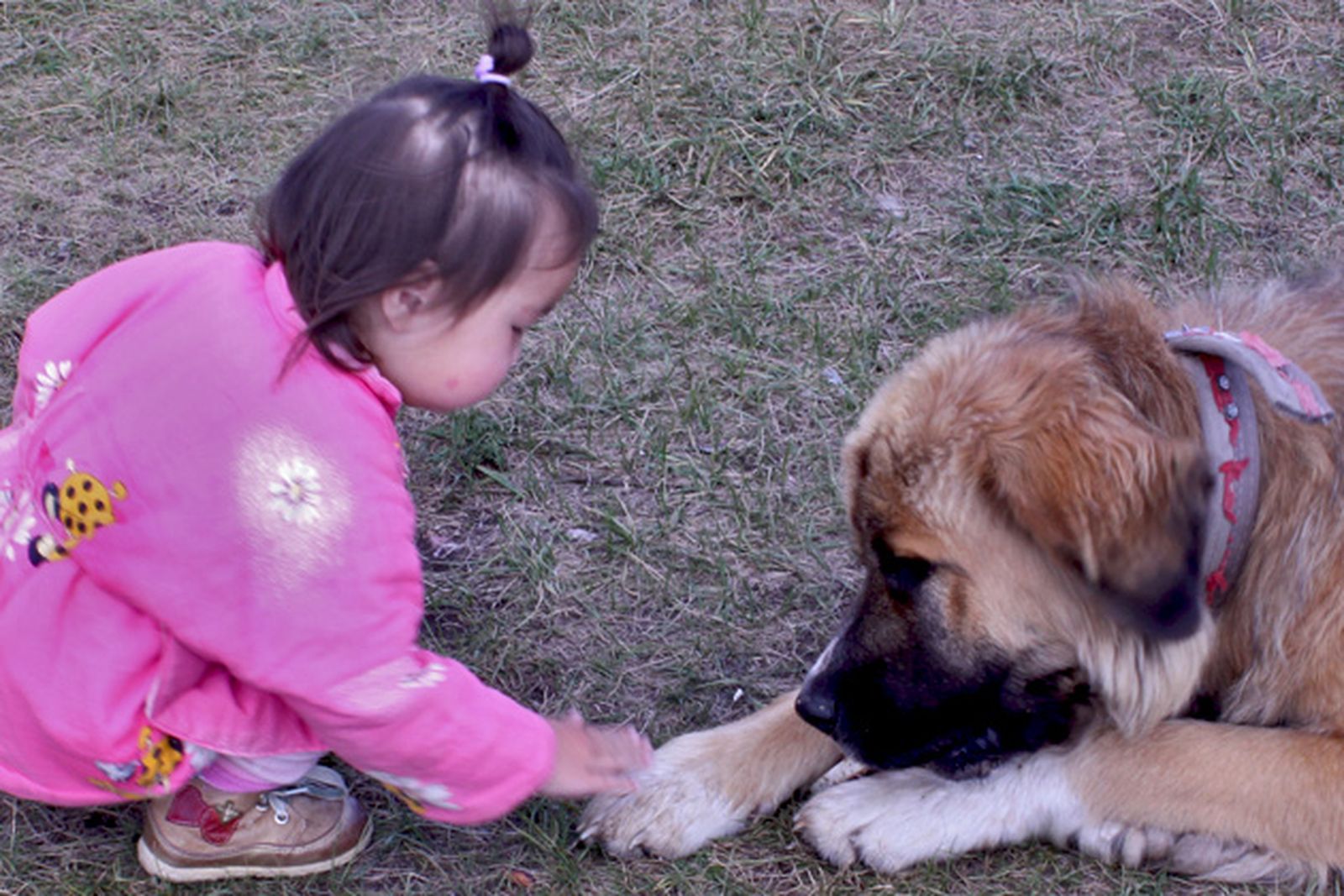 rabia animales4