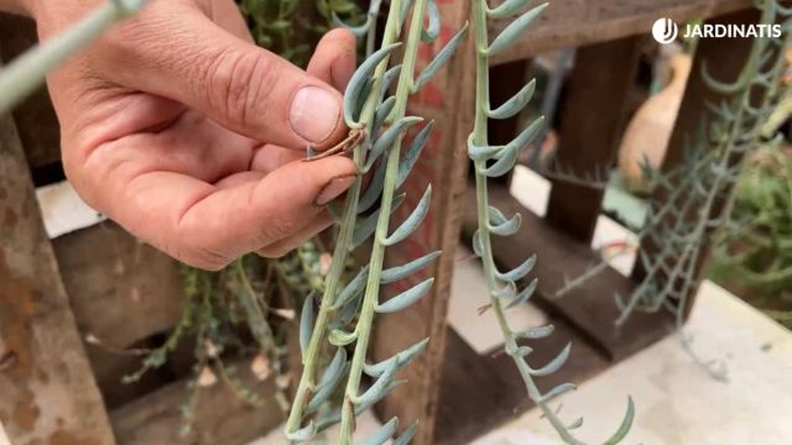 hojas del senecio radicans jardinatis