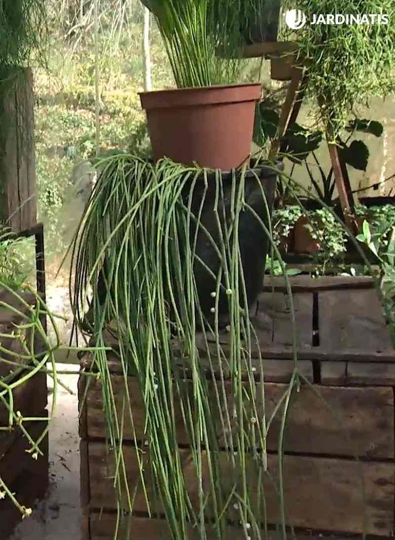 Reproducir rhipsalis mediante acodo