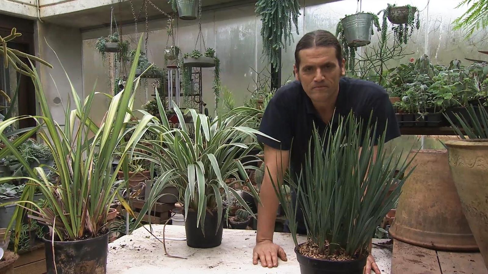 deco 768 jardin dos variedades de dianella xl