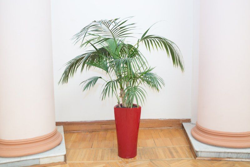 Dypsis lutescens en tiesto.