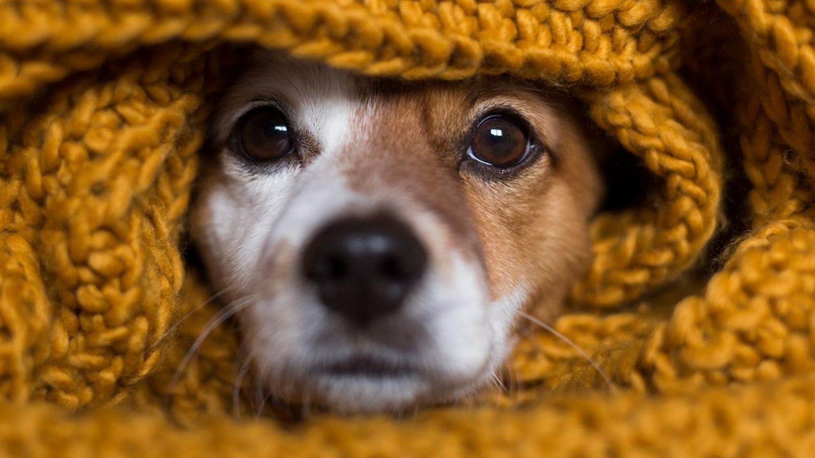 HIPOTERMIA EN PERROS