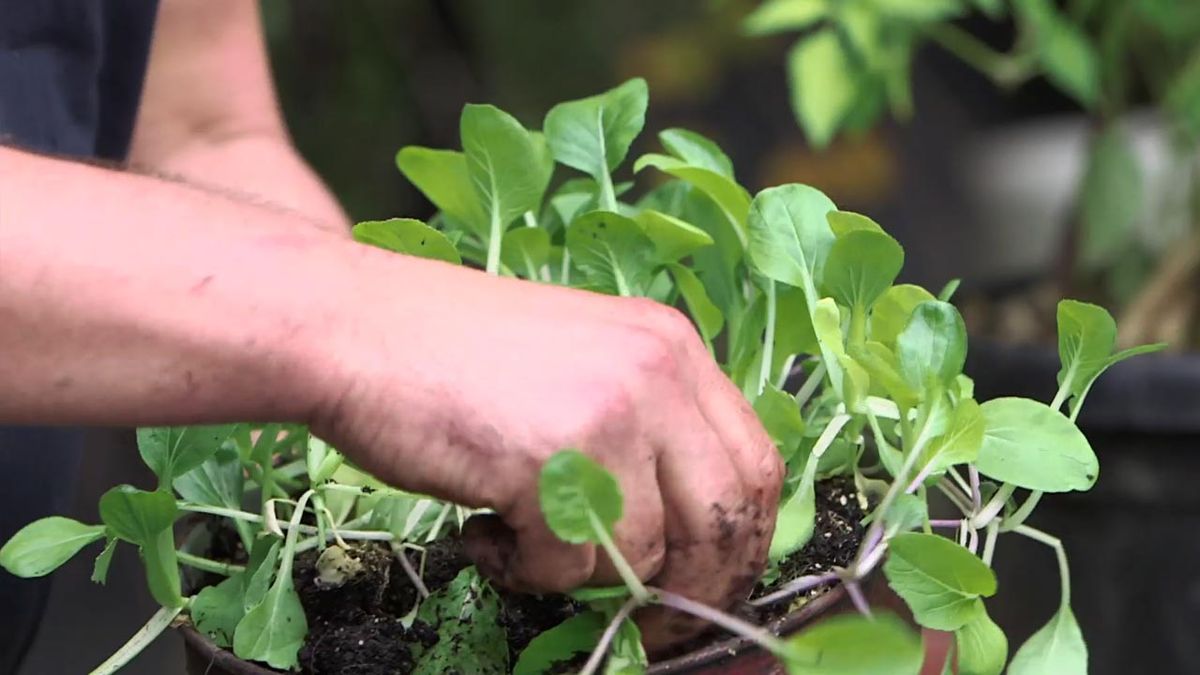 brico 1010 jardin plantar variedades pak choi