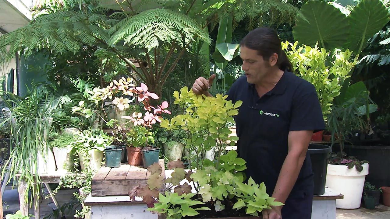 brico 1041 jardin arbol de las pelucas xl