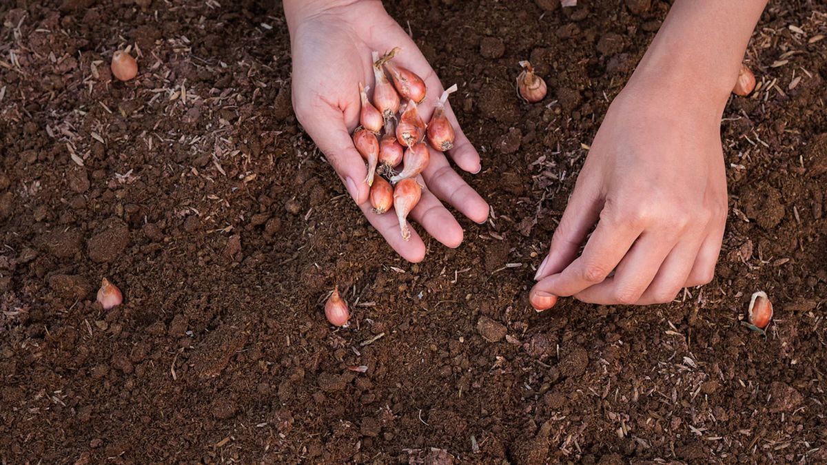 sembrar cebollas en diciembre