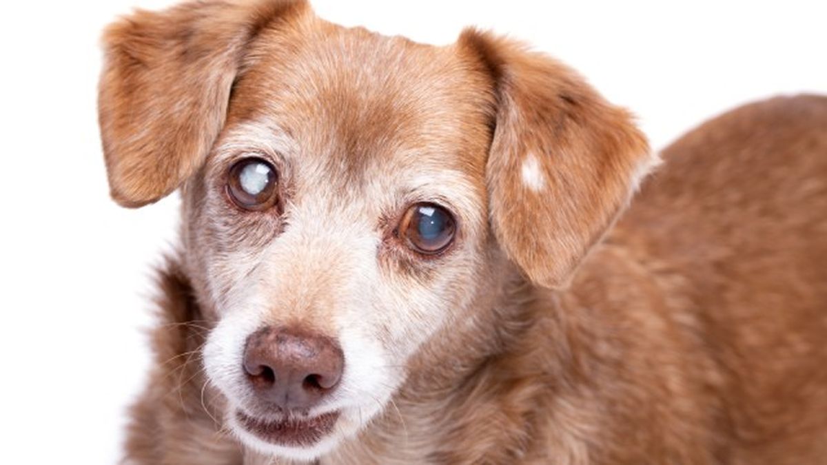 cataratas en perros 7