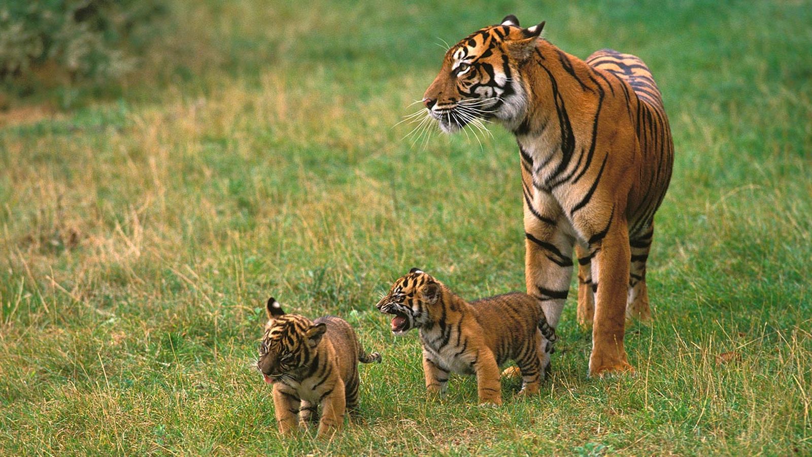 curiosidades tigre 6