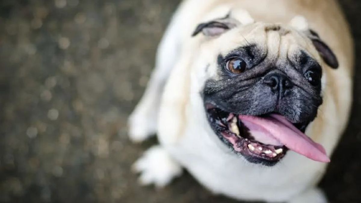 obesidad en perros 1