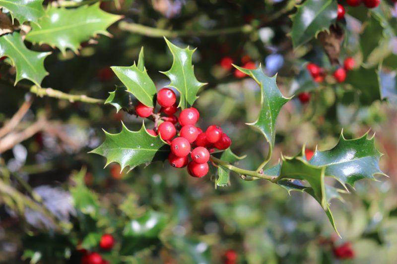 Los acebos son arbustos perennes con hojas brillantes y bayas rojas, símbolo navideño.