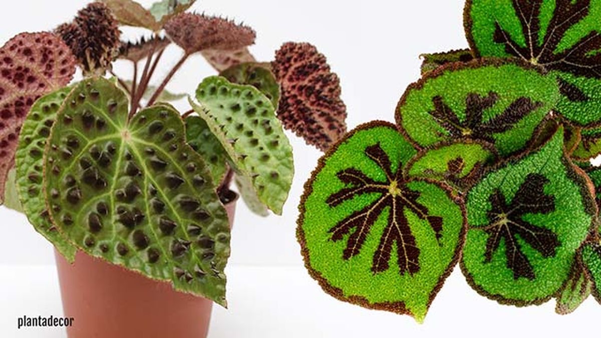 begonia ferox begonia masoniana little rock