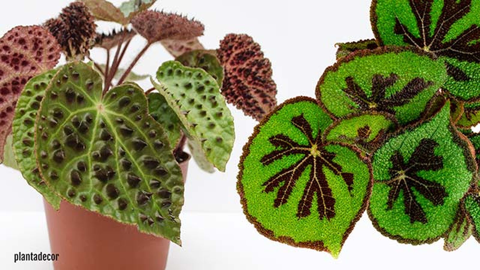 begonia ferox begonia masoniana little rock
