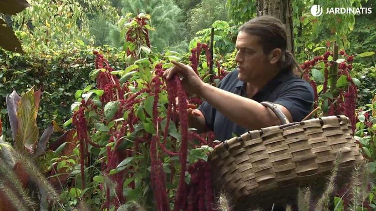 Las formas de los amarantos son muy diversas