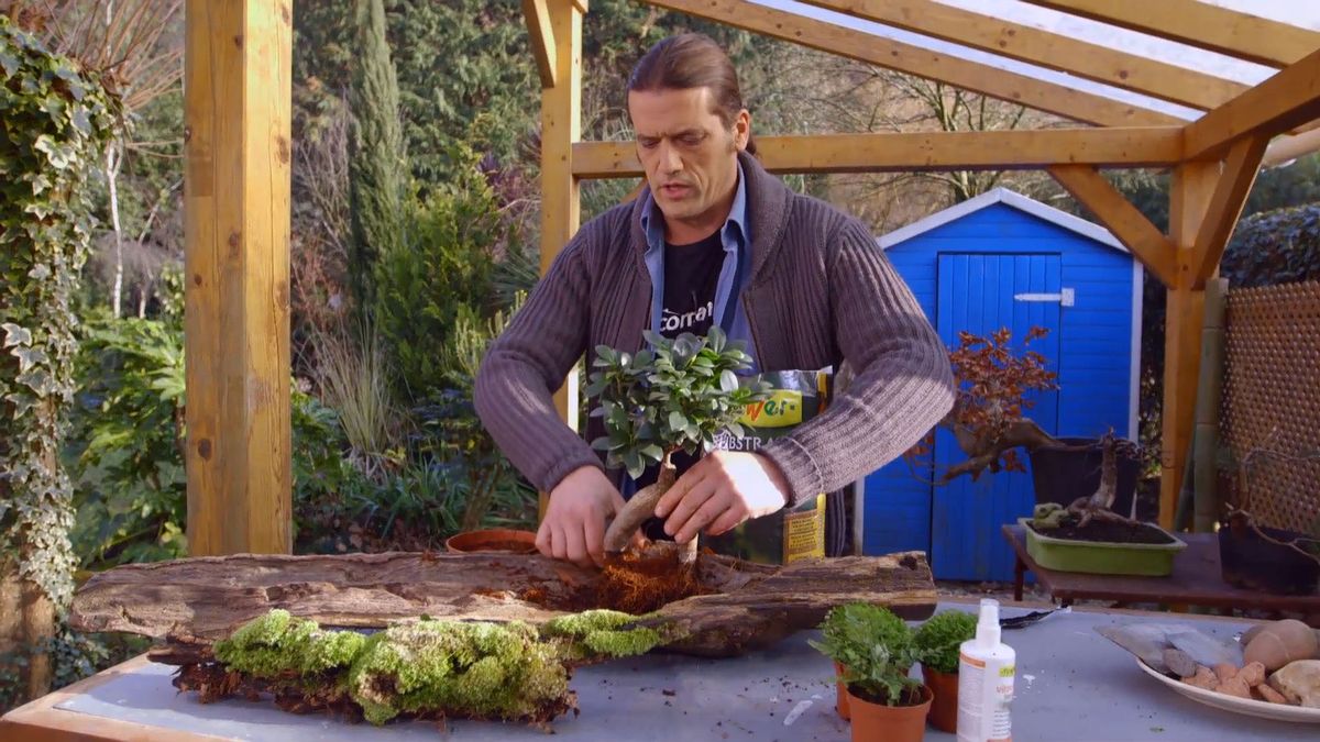 brico 0897 jardineria como crear micro paisaje paso 4