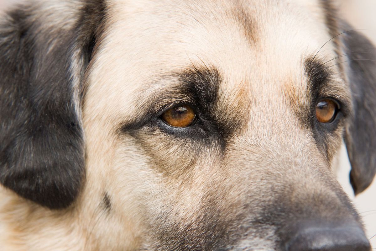 kangal turco perro gigante mascara