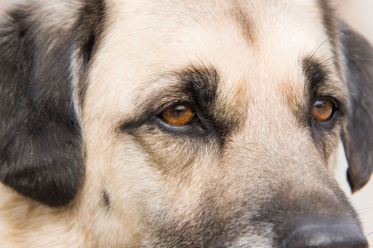 kangal turco perro gigante mascara