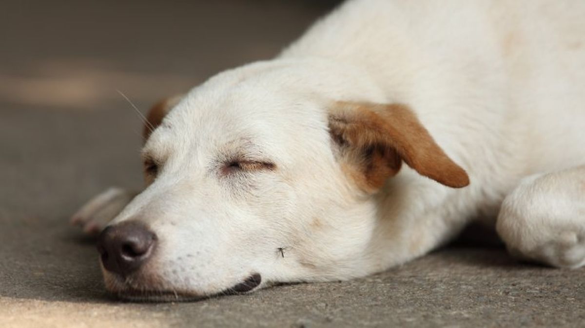que pasaria si desaparecieran los mosquitos 2