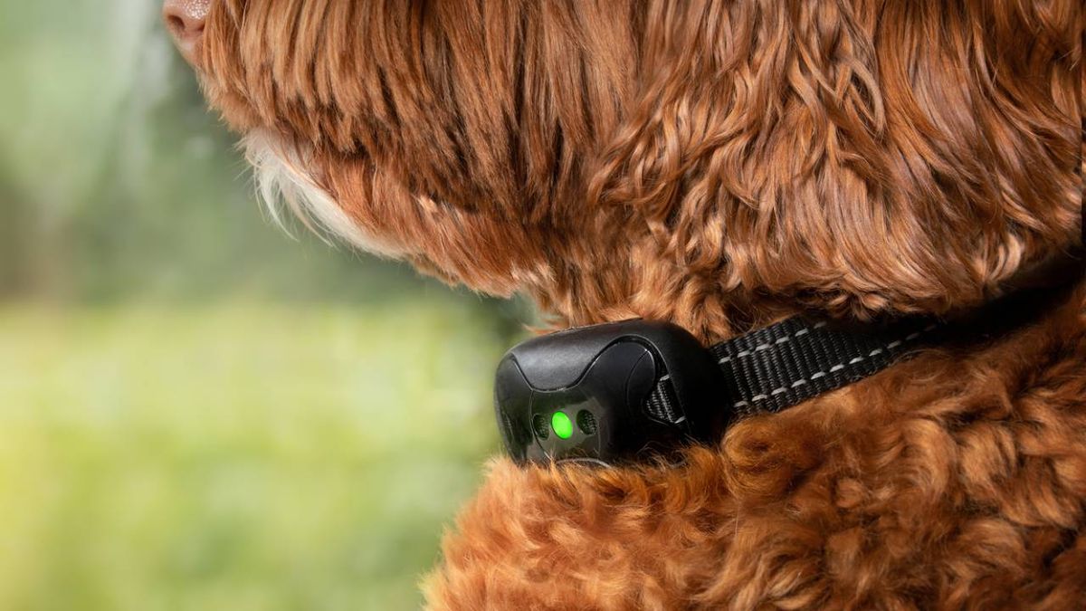 collares electricos para perros prohibidos nueva ley bienestar animal 2023
