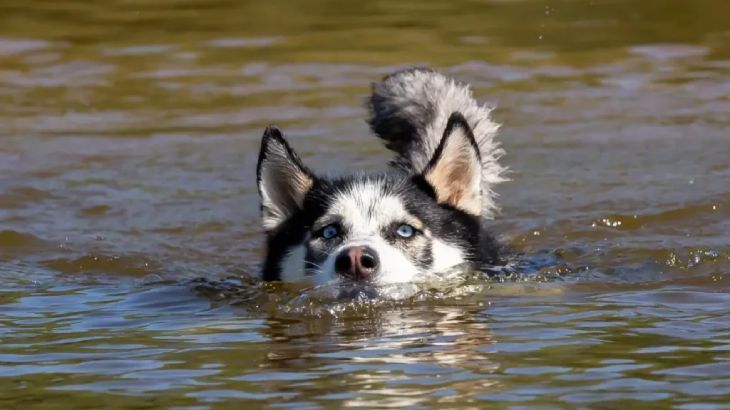 nombres para perros husky 4