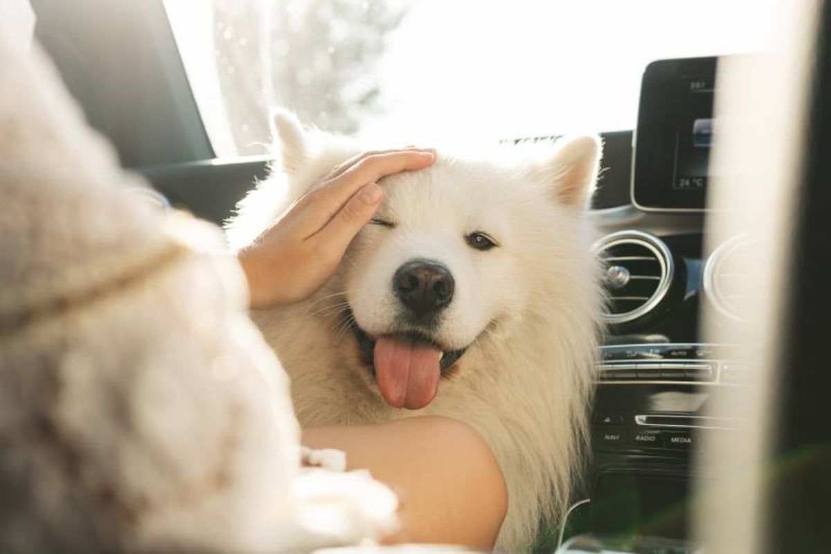 El Samoyedo es un peludo propenso a pasar mucho calor en verano