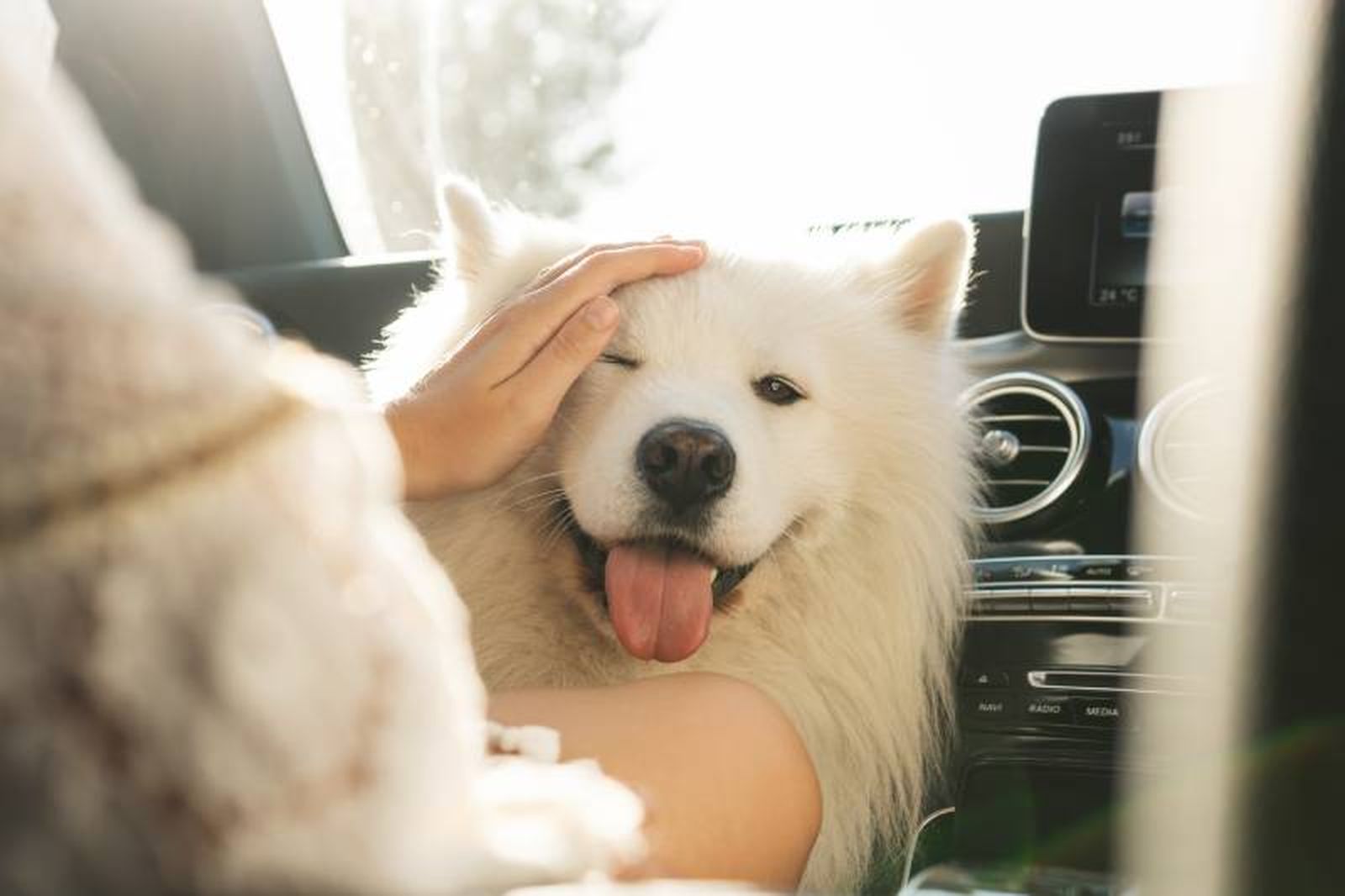 El Samoyedo es un peludo propenso a pasar mucho calor en verano