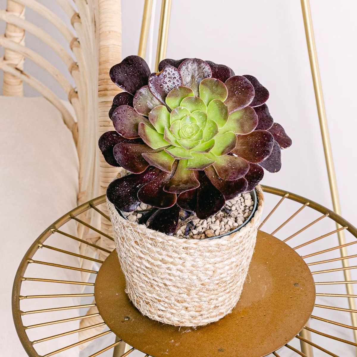 Aeonium arboreum be green