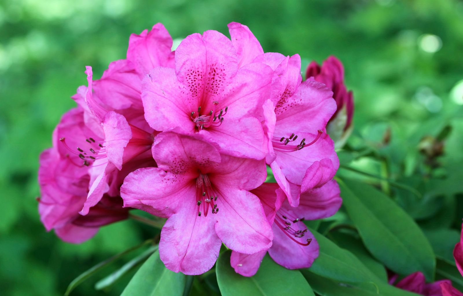 Azalea japónica