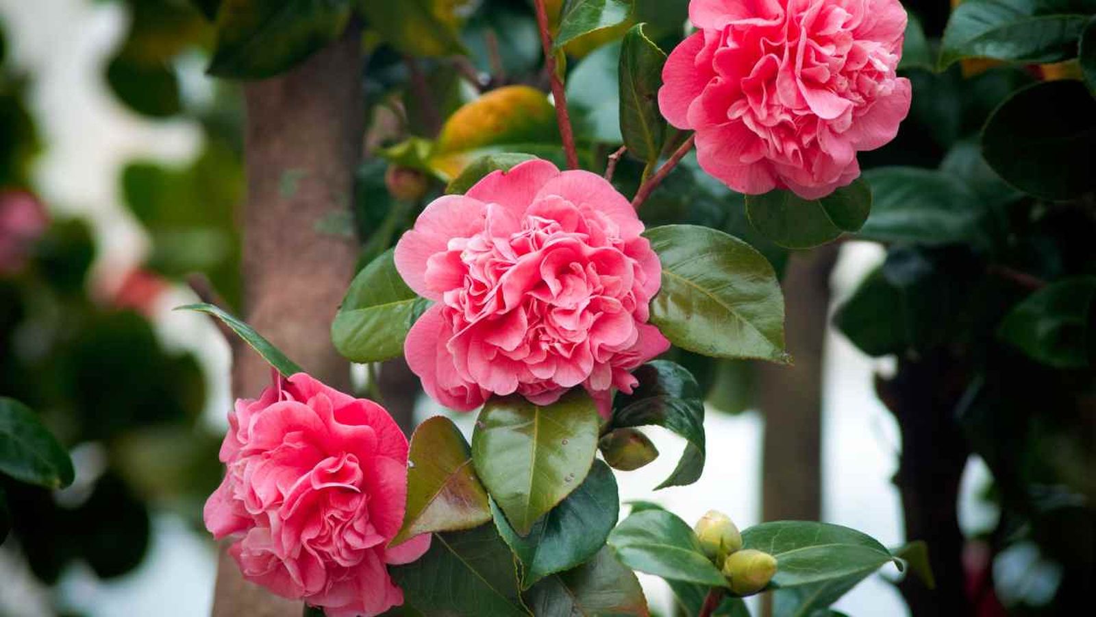 camelias   cuidados y variedades