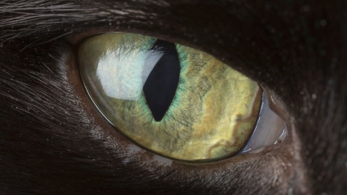 cuidados de los ojos de un gato 1