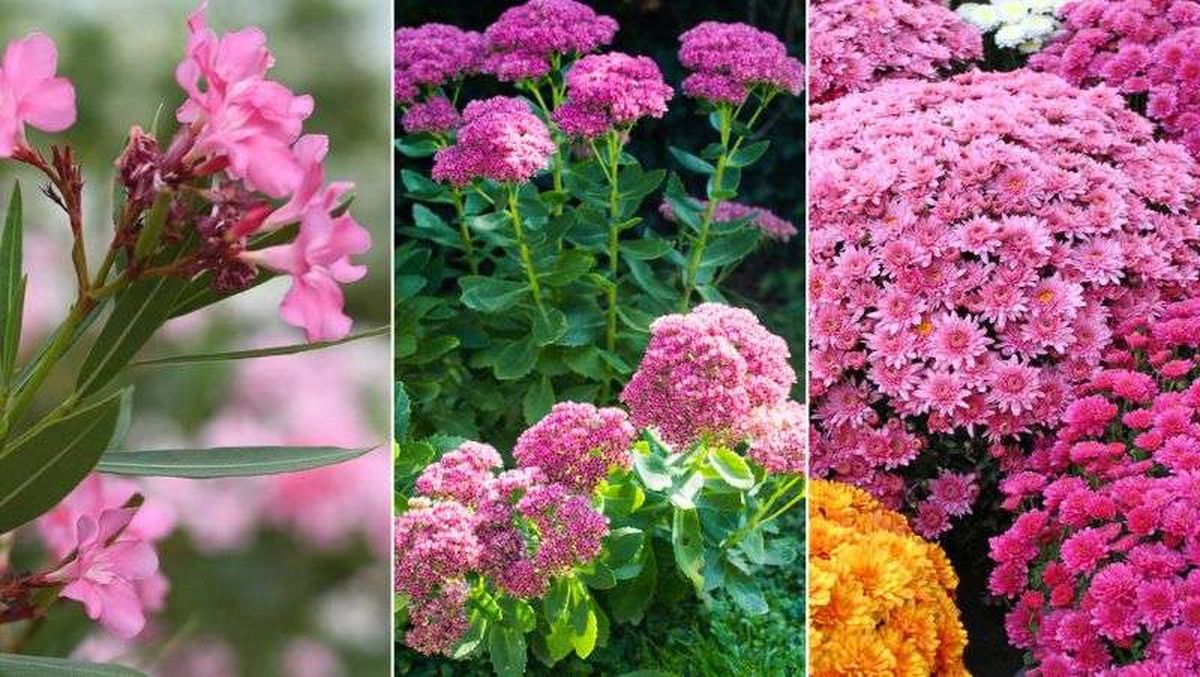 De izq. a drcha.: adelfa, sedum de otoño y crisantemo