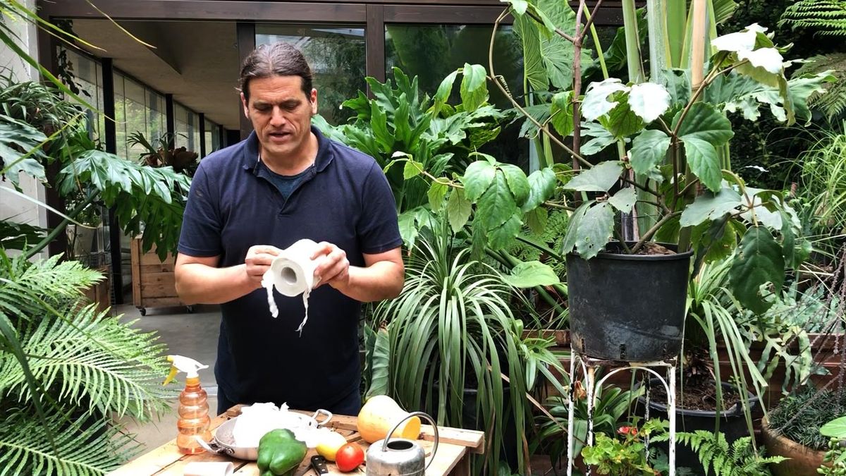 germinar semillas papel higienico