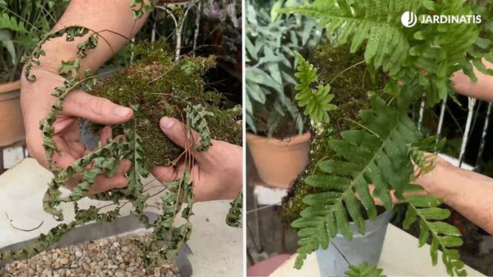 Helecho polypodium deshidratado e hidratado jardinatis 23 42