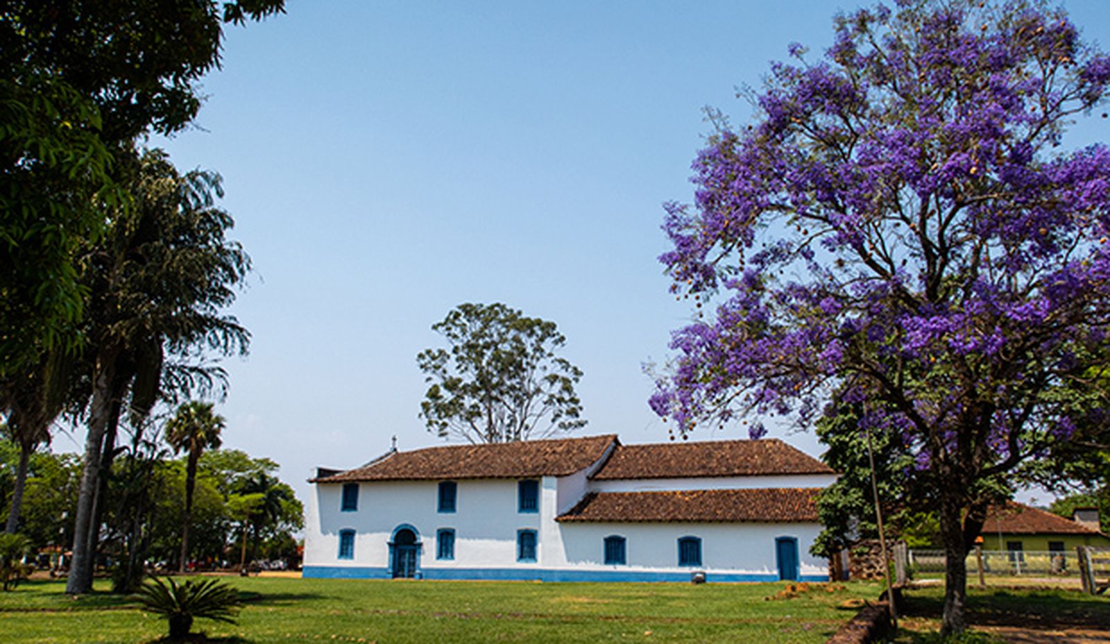 arbol jacaranda jardin
