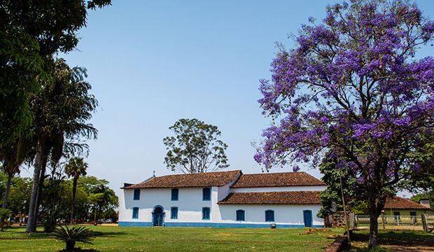 arbol jacaranda jardin