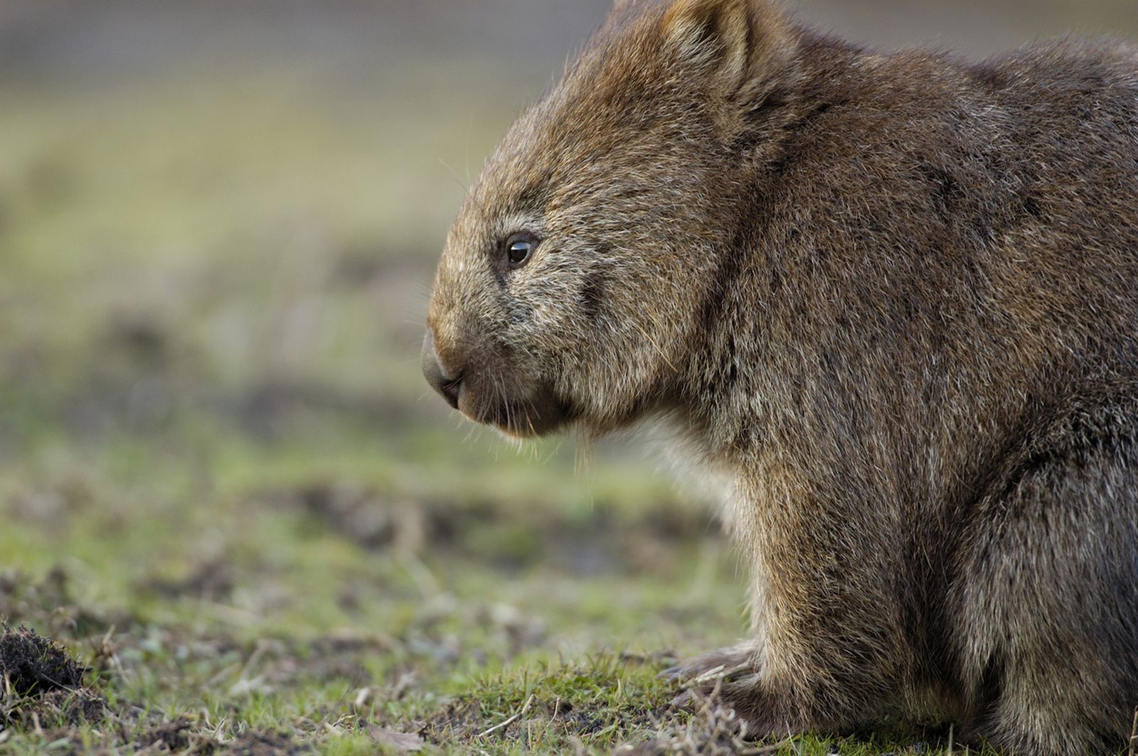 wombat pelo grueso
