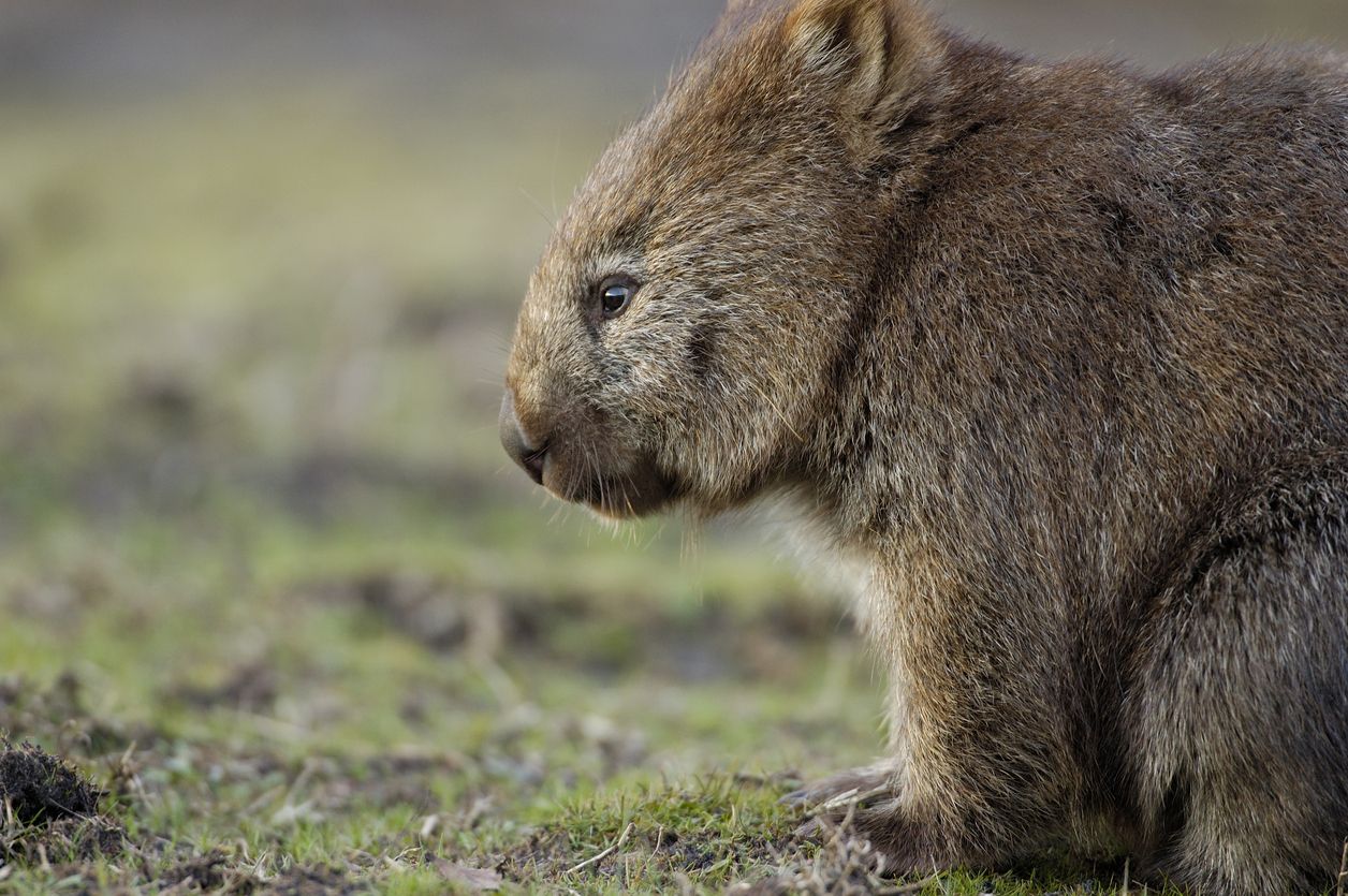 wombat pelo grueso