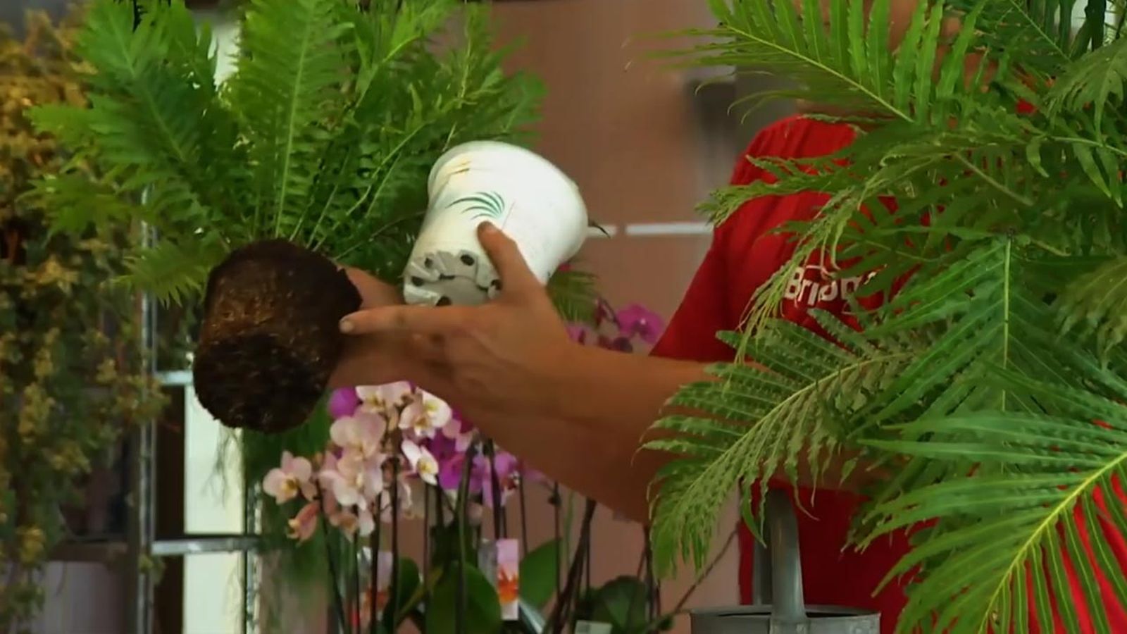 como cultivar helechos blechnum en casa