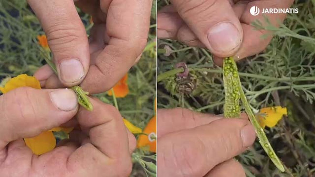 semillas de amapola de california en el jardin jardinatis