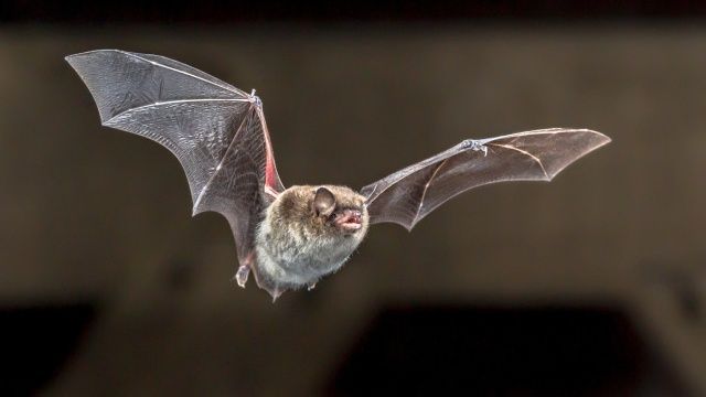 animales nocturnos murcielago