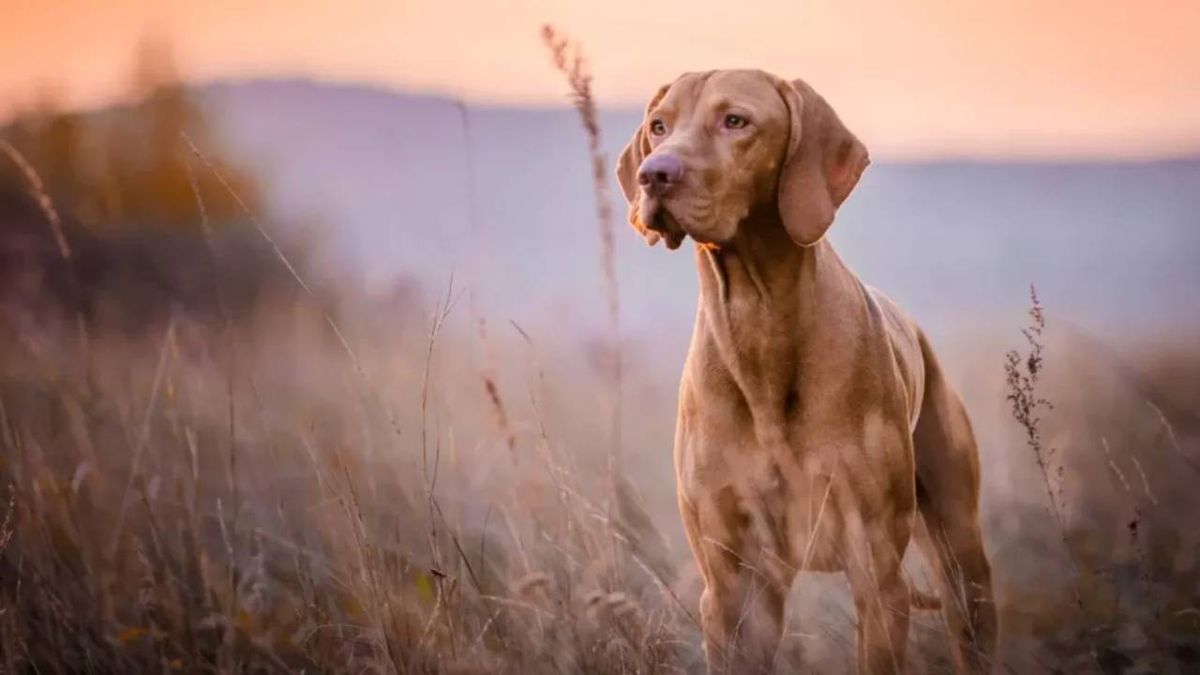 origen del perro 4 (1)