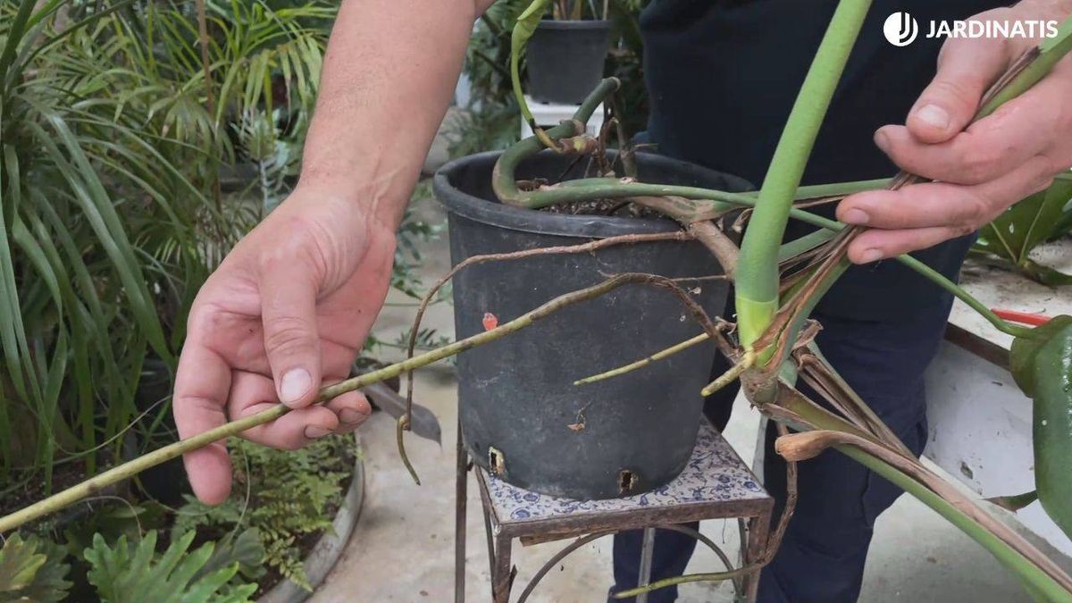 Las raíces aéreas de la costilla de Adán tienen unas funciones muy importantes