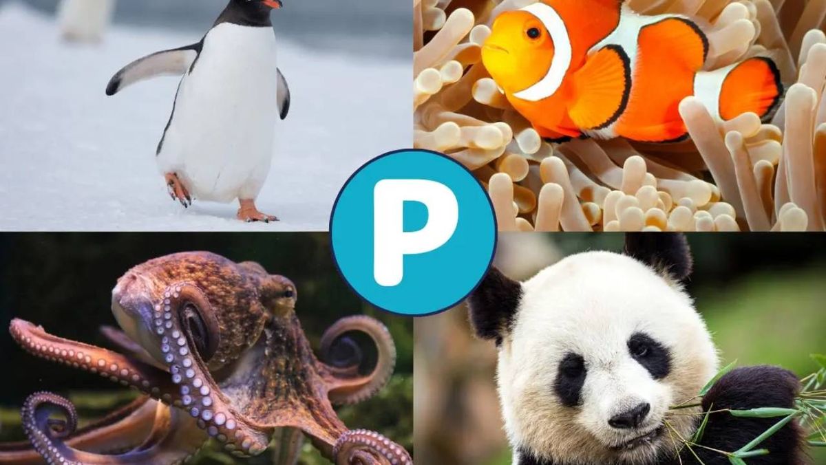 animales que empiezan por p (1)