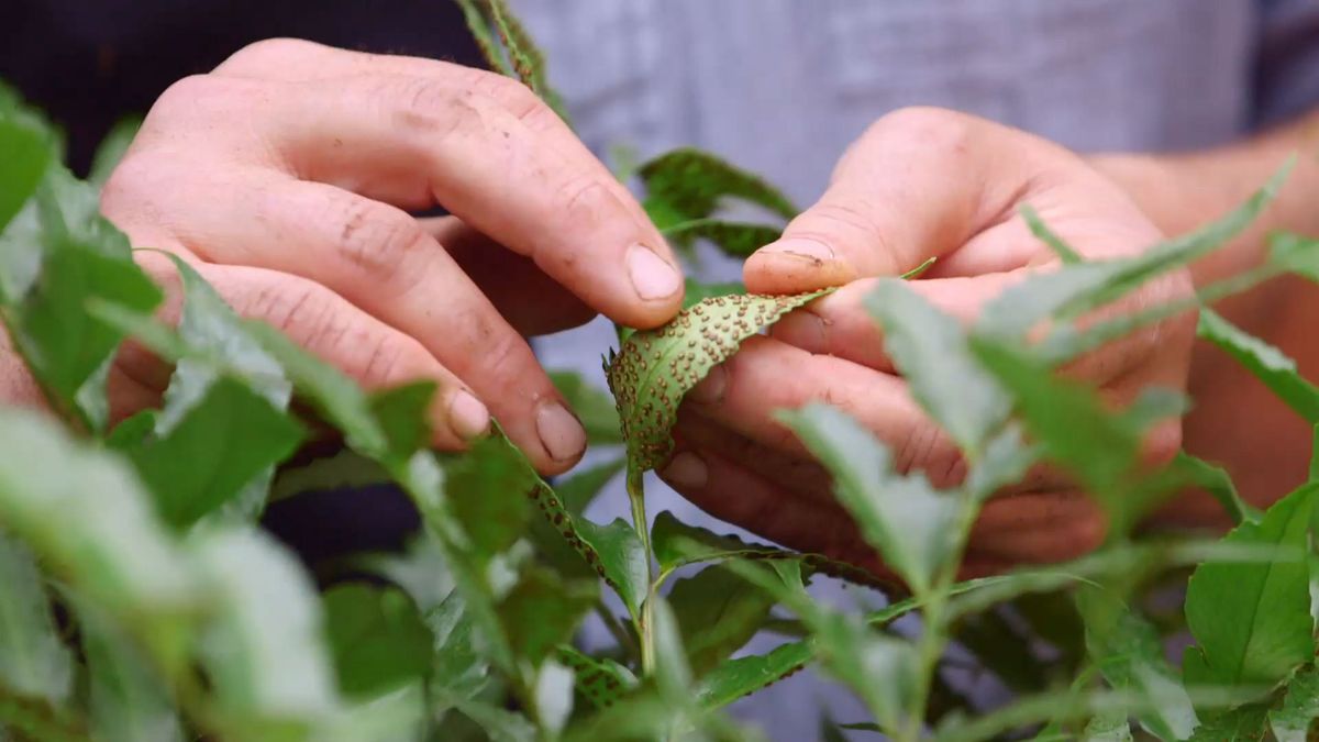 brico 929 3 helecho acebo cuidados