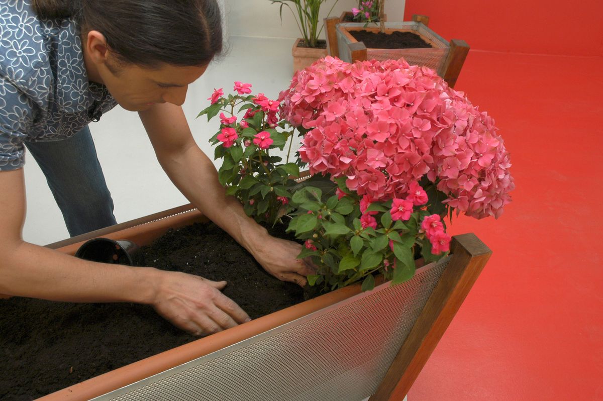 Decorar un balcón situado al norte p4