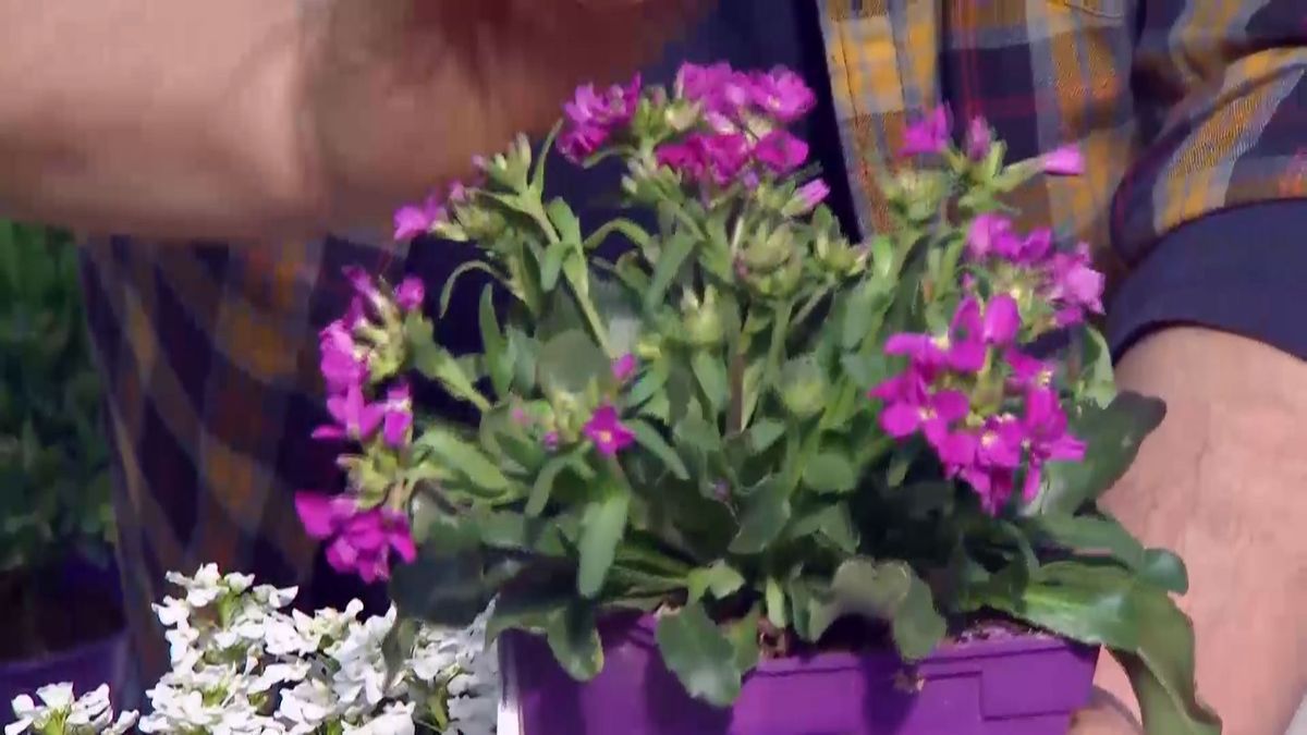 deco 687 plantas rocalla arabis