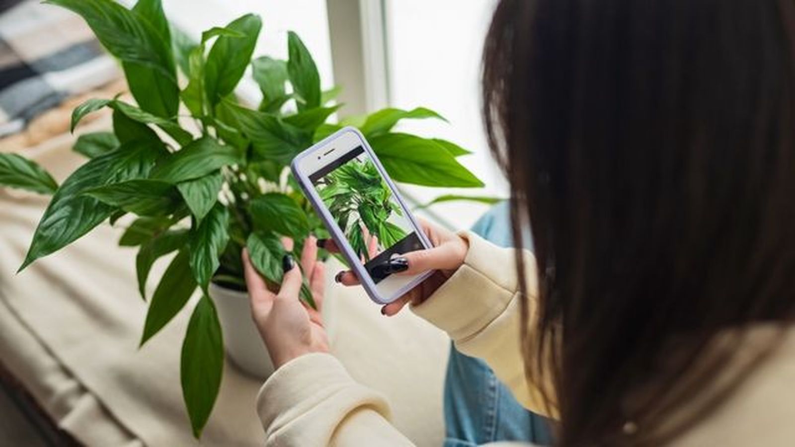 identicar las plantas de interior para saber sus cuidados