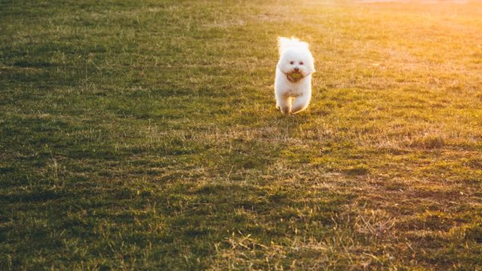 bichon maltes 2