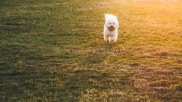 bichon maltes 2