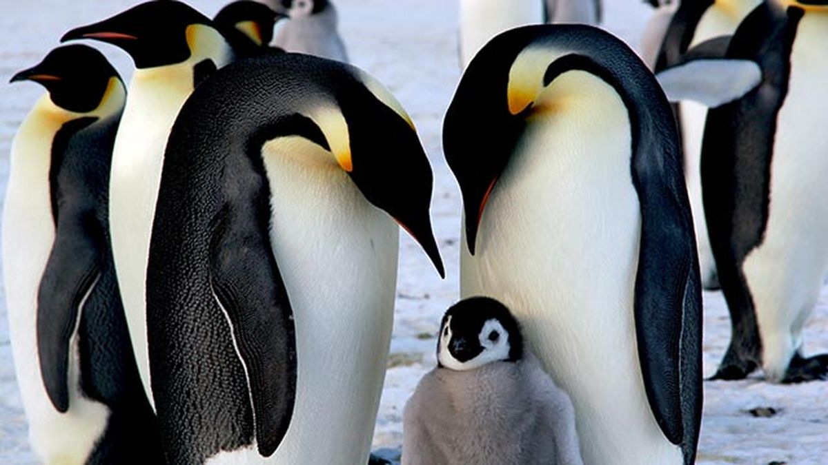 aspectos curiosos pinguinos 7