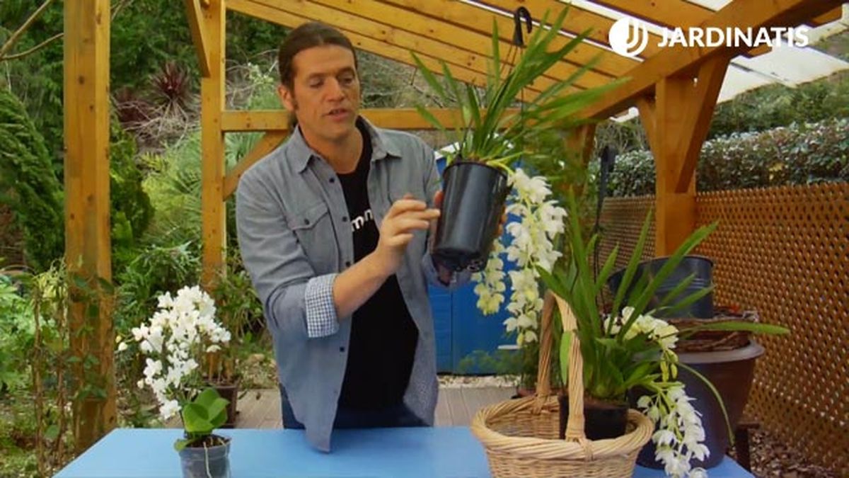 contenedor negro orquidea de tierra brico jardin 864